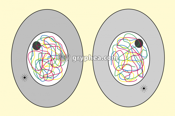 Mitose animale - Cellules-filles - gryphea.org